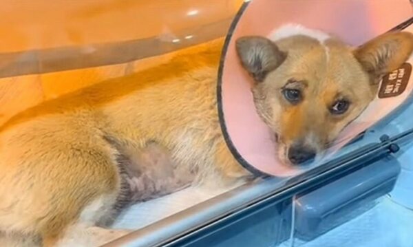 Abandonado en la tormenta: la súplica de compasión de un cachorro-1