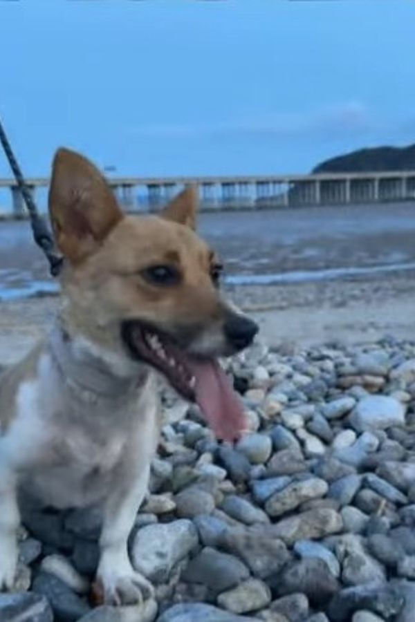 Abandonado en la tormenta: la súplica de compasión de un cachorro-1