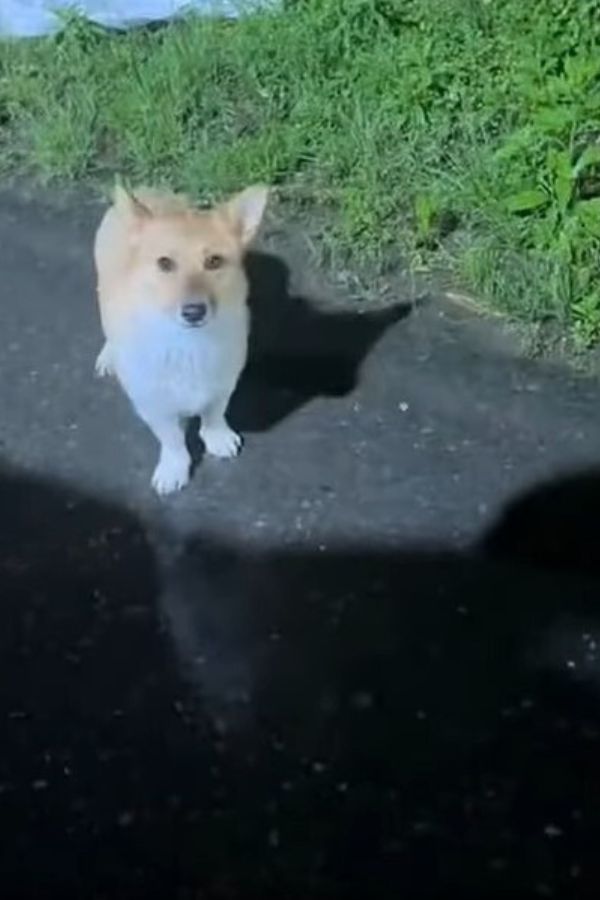 Abandonado en la tormenta: la súplica de compasión de un cachorro-1