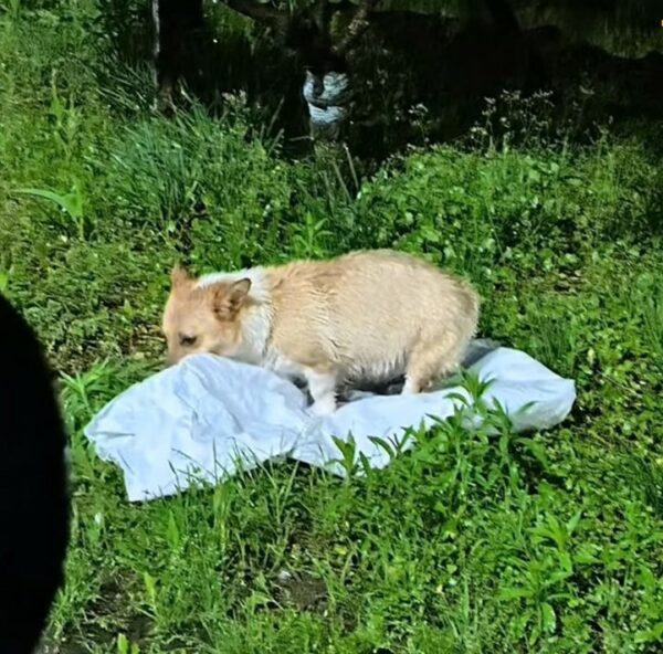 La súplica desesperada de un cachorro abandonado bajo la lluvia: una historia de esperanza y rescate-1