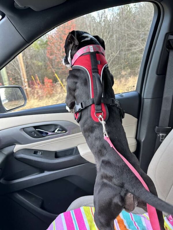 El viaje de un perro abandonado: cómo un canino encontró esperanza en una autopista-1