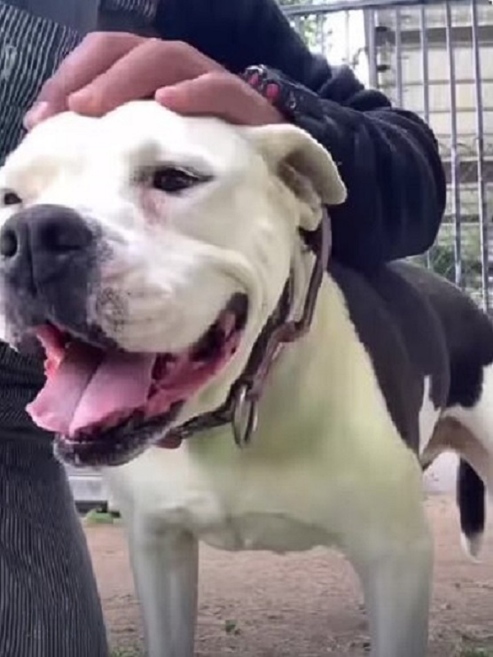 El ritual nocturno de un perro abandonado que derretirá tu corazón-1