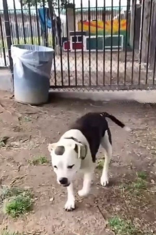 El ritual nocturno de un perro abandonado que derretirá tu corazón-1