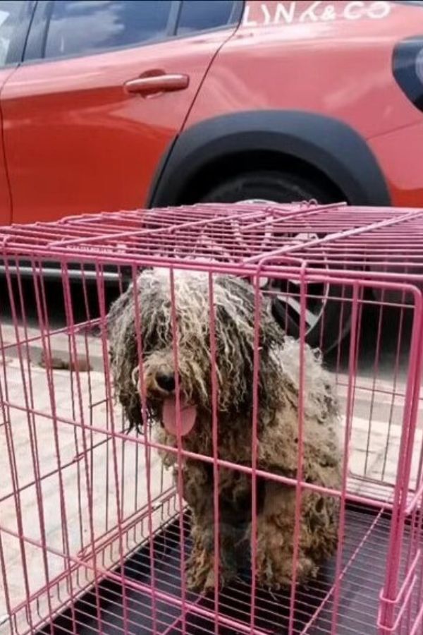 An Abandoned Dog's Unyielding Wait Leads to an Unexpected Miracle-1