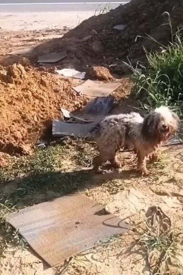 La espera inquebrantable de un perro abandonado conduce a un milagro inesperado-1