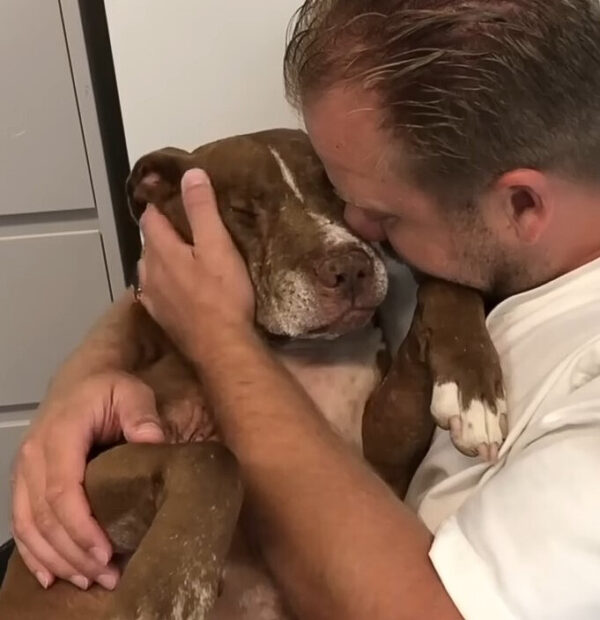 An Abandoned Pup's Journey from Despair to a Loving Home-1