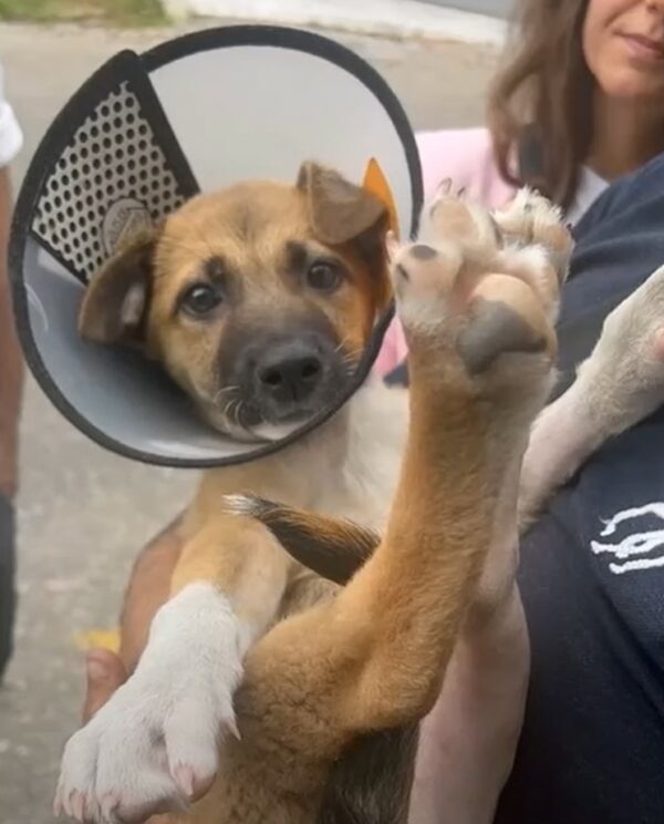 La lucha de un cachorro abandonado y el descubrimiento inesperado que lo cambió todo-1