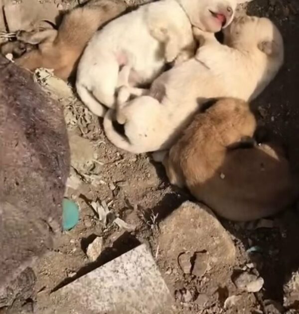 Un descubrimiento increíble aguarda en la azotea: una historia de supervivencia y esperanza-1