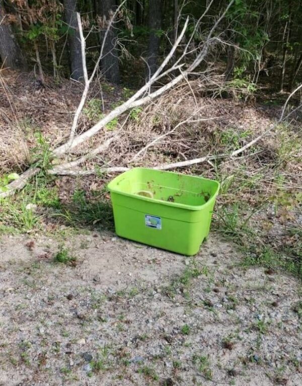 Un descubrimiento inesperado que cambió vidas en lo profundo del bosque-1