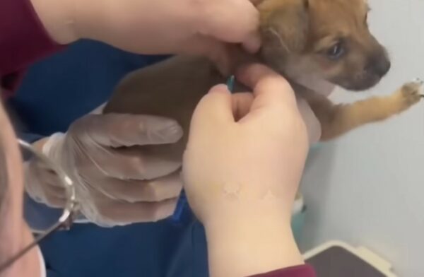 Un vínculo improbable: cómo un pequeño cachorro encontró el amor en el lugar más inesperado-1