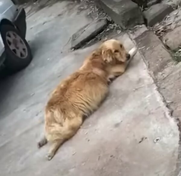 La milagrosa transformación de un perro después de un desgarrador abandono-1