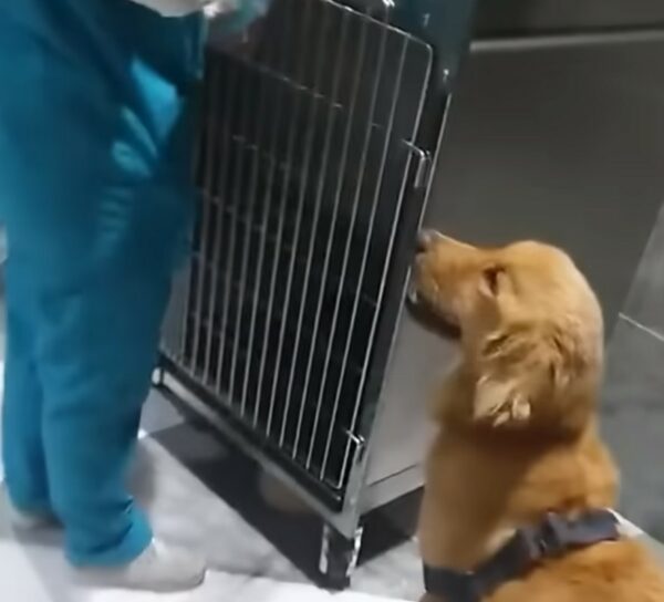 La milagrosa transformación de un perro después de un desgarrador abandono-1