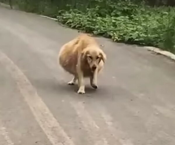 La milagrosa transformación de un perro después de un desgarrador abandono-1