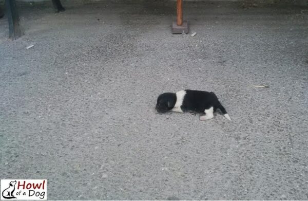 De abandonado a adorado: el increíble viaje de un cachorro solitario-1