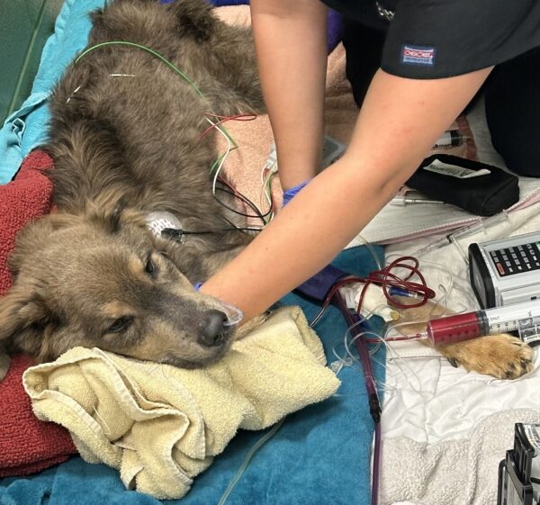 From Despair to Devotion: The Unbreakable Bond Between a Woman and Her Rescued Pup-1