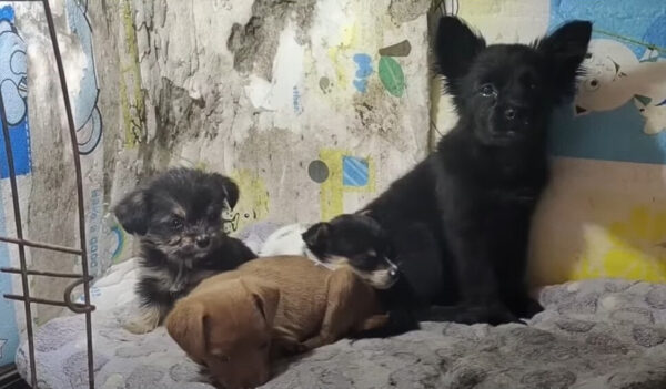 De la desesperación a la alegría: el viaje inolvidable de un cachorro rescatado-1