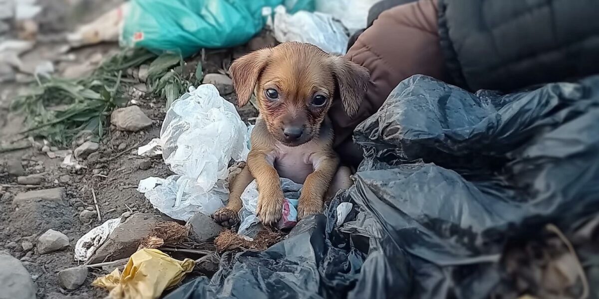 From Desperation to Joy: The Unforgettable Journey of a Rescued Puppy