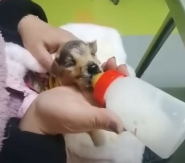 Del vertedero al amor: el cachorro calvo encuentra su hogar definitivo-1