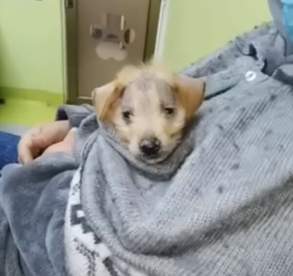 Del vertedero al amor: el cachorro calvo encuentra su hogar definitivo-1