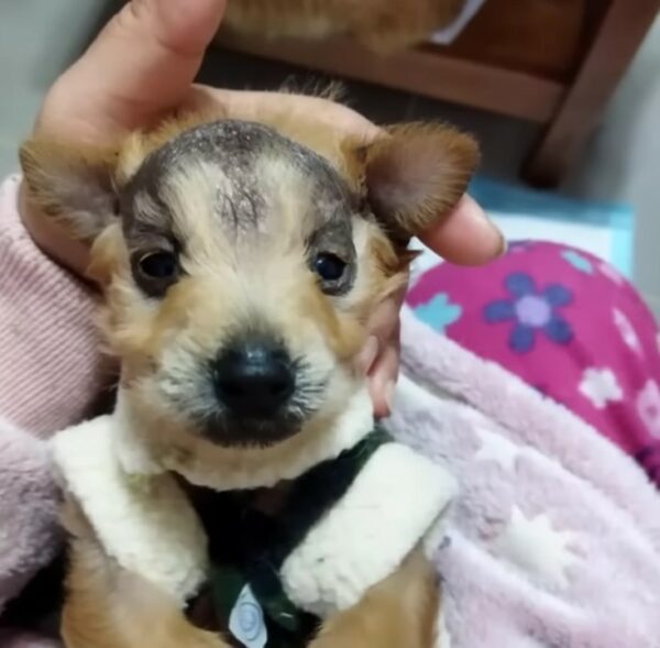 Del vertedero al amor: el cachorro calvo encuentra su hogar definitivo-1