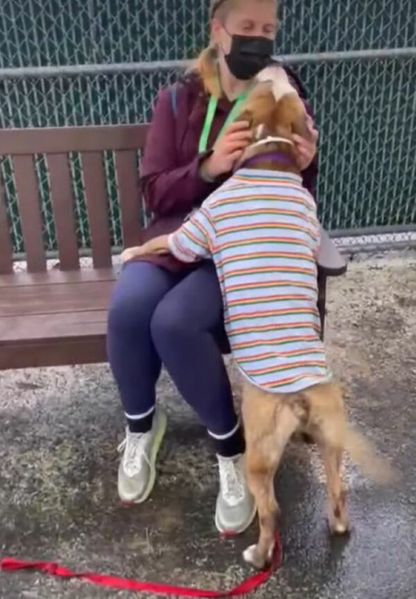 Del refugio a las sonrisas: descubre cómo un vídeo viral cambió la vida de un perro-1