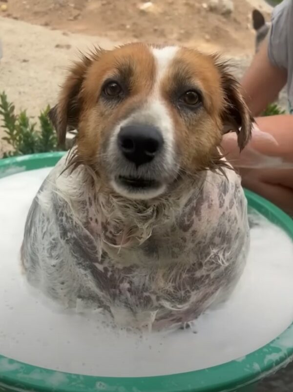 De la lucha a la alegría: el increíble viaje de un cachorro hacia la salud-1