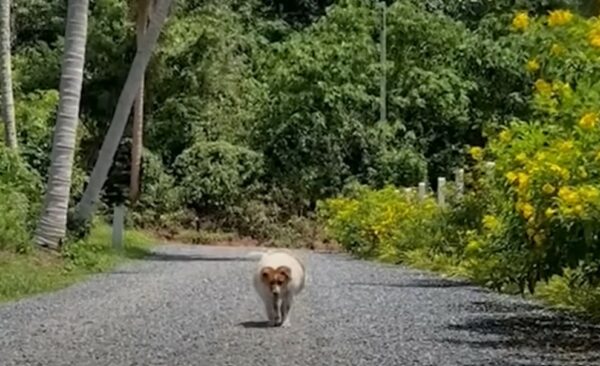 De la lucha a la alegría: el increíble viaje de un cachorro hacia la salud-1