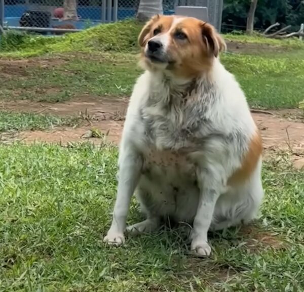 De la lucha a la alegría: el increíble viaje de un cachorro hacia la salud-1