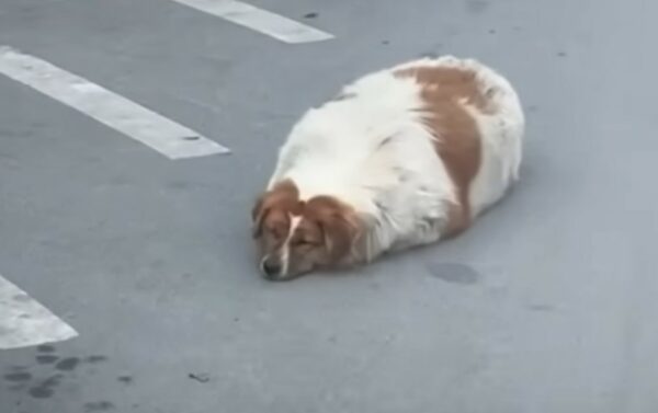 De la lucha a la alegría: el increíble viaje de un cachorro hacia la salud-1