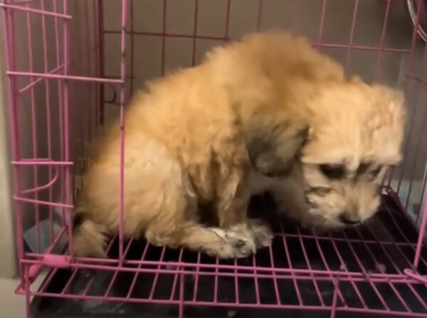 De las lágrimas a la alegría: descubra cómo cambió la vida de un cachorro-1