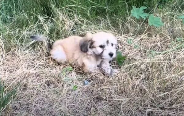 De las lágrimas a la alegría: descubra cómo cambió la vida de un cachorro-1