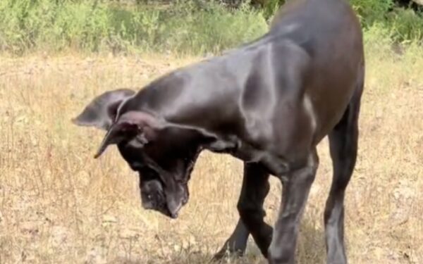 Giant Dog Faces Tiny Adversary: An Unexpected Turn Leaves All in Awe-1