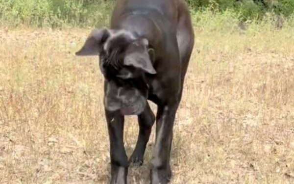 Un perro gigante se enfrenta a un pequeño adversario: un giro inesperado deja a todos asombrados-1