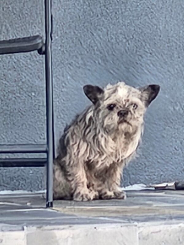 Cuento sincero: La súplica desesperada de un perro en un porche te deja sin palabras-1