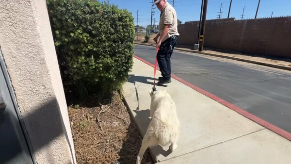 El miedo congelado de Husky se derrite con un amor inquebrantable-1