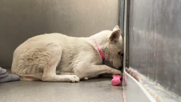 El miedo congelado de Husky se derrite con un amor inquebrantable-1