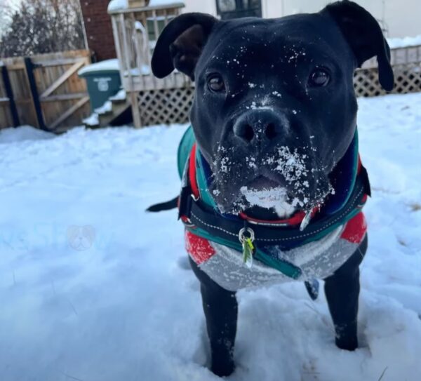 Rescued from the Brink: A Dog's Miraculous Escape from the Trash Compactor-1