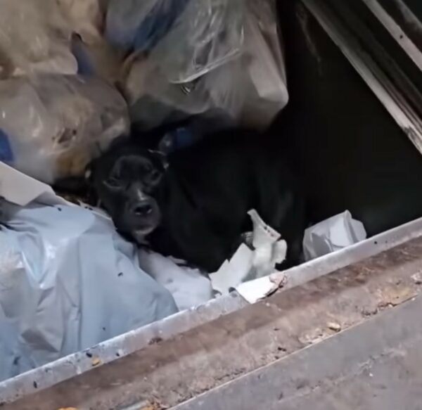 Rescued from the Brink: A Dog's Miraculous Escape from the Trash Compactor-1