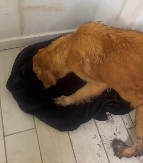 Rescued in the Nick of Time: The Courageous Tale of a Pregnant Dog's Muddy Miracle-1