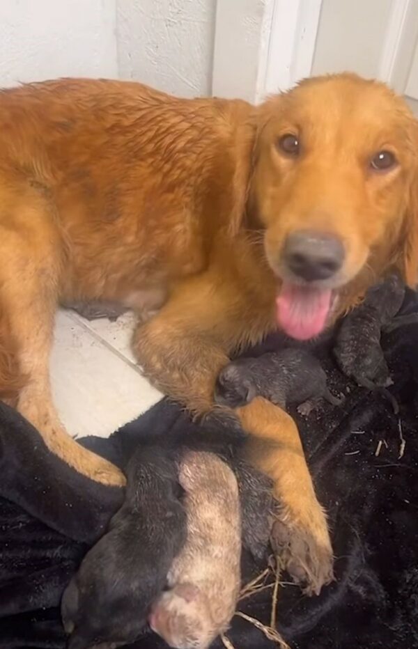 Rescued in the Nick of Time: The Courageous Tale of a Pregnant Dog's Muddy Miracle-1