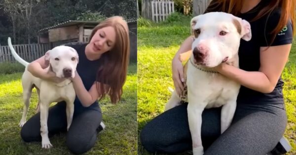 Hermanos Pitbull rescatados descubren el amor por primera vez-1