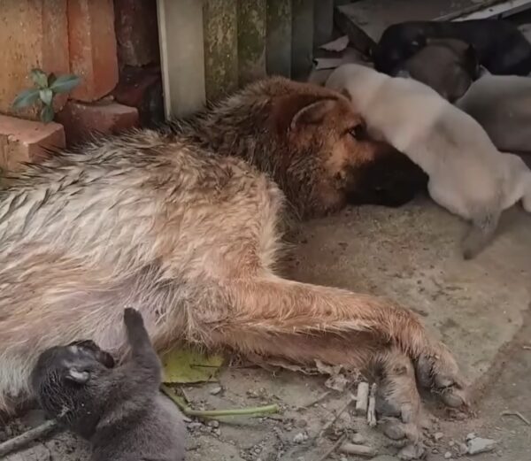 La promesa inquebrantable del rescatador: el último deseo de una madre cumplido-1