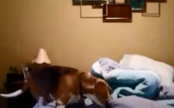 The Beagle Ritual: A Nighttime Tale That Will Melt Your Heart-1