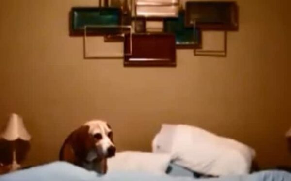 The Beagle Ritual: A Nighttime Tale That Will Melt Your Heart-1