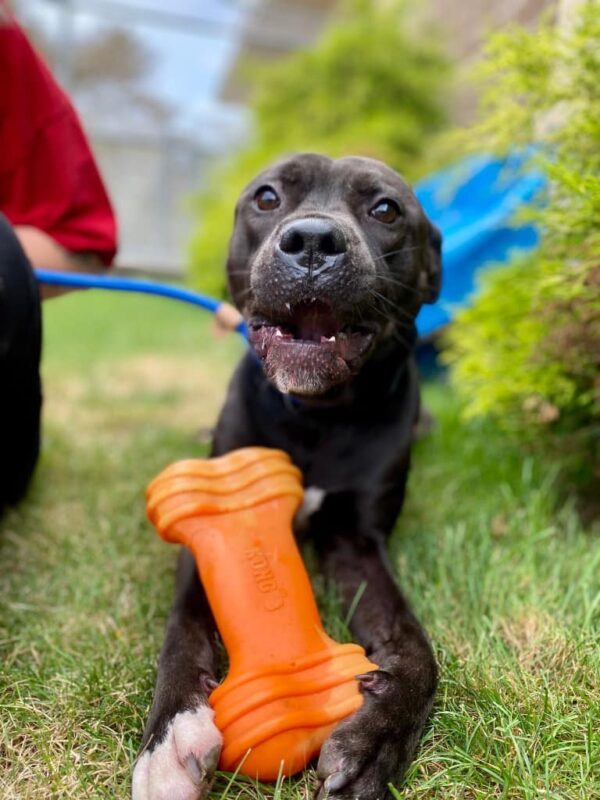 The Forgotten Dog Who Finally Found Love After 92 Days-1