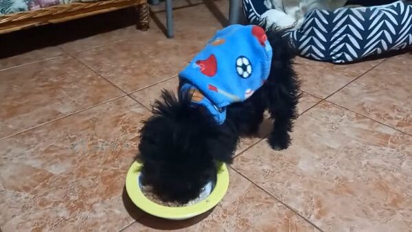 La desgarradora persecución que cambió la vida de un cachorro para siempre-1