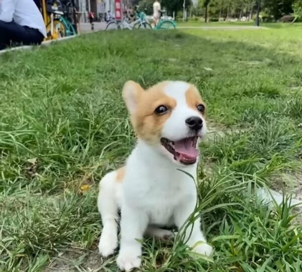 La noche lluviosa que cambió todo para un perro abandonado-1