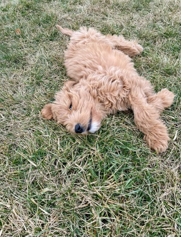 El cachorro somnoliento con un secreto: descubre por qué este adorable perro sigue durmiendo la siesta durante el tiempo de juego-1