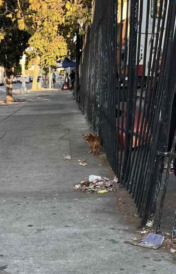 El emocionante rescate de un cachorro indefenso y desesperado-1