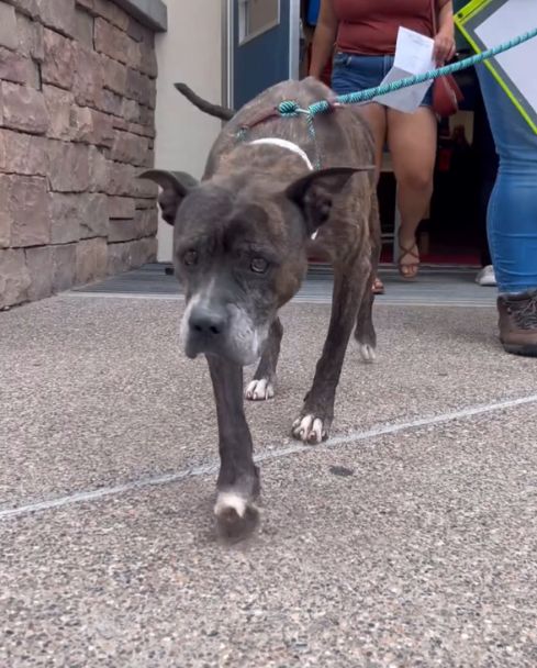 La batalla invisible: la lucha final de un perro mayor por el amor y la vida-1